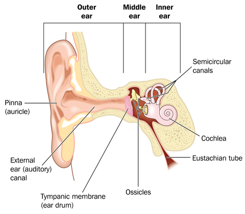 Diagram of the ear